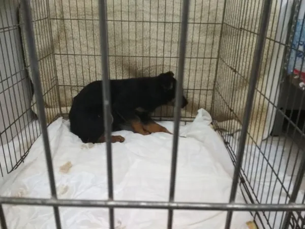 Znaleziono psa, Radom, 12 lutego 2019