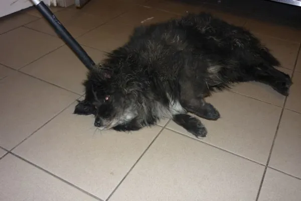 Znaleziono psa, Radom, 13 kwietnia 2015