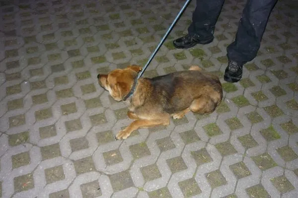 Znaleziono psa, Radom, 16 czerwca 2014