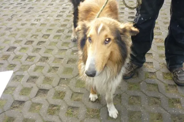 Znaleziono psa, Radom, 6 listopada 2014