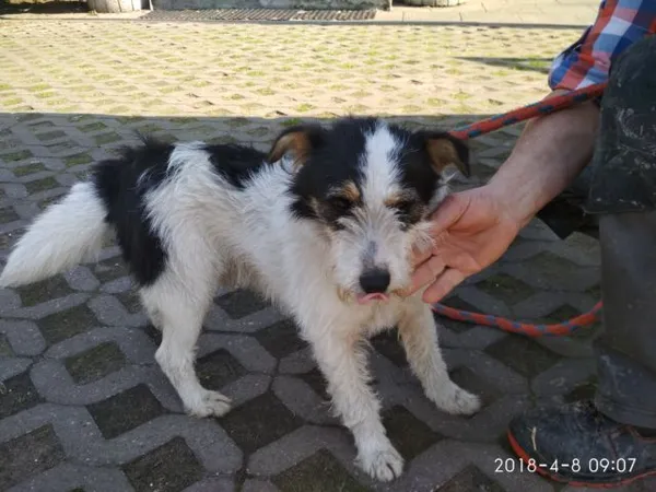 Znaleziono psa, Radom, 8 kwietnia 2018