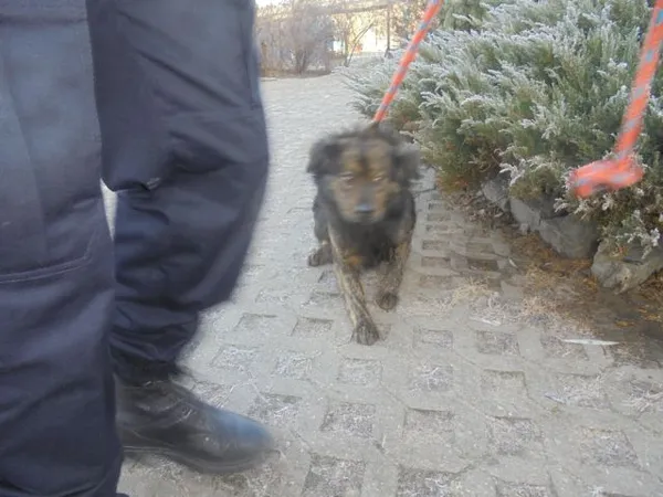 Znaleziono psa, Radom, 16 grudnia 2016