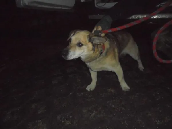 Znaleziono psa, Radom, 9 maja 2018