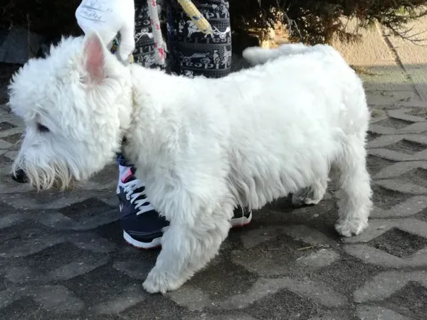 Znaleziono psa, Radom, 20 lutego 2019