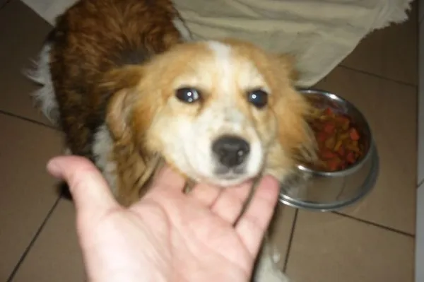 Znaleziono psa, Radom, 9 czerwca 2014
