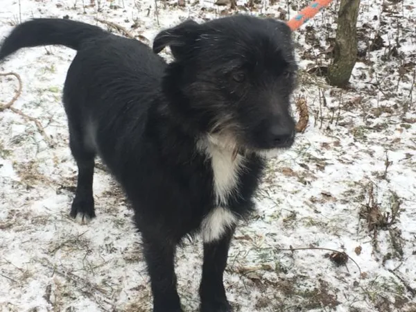 Znaleziono psa, Radom, 22 stycznia 2019