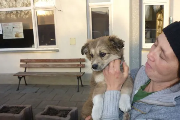 Znaleziono psa, Radom, 24 listopada 2014
