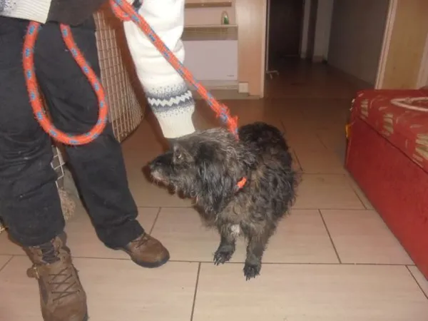 Znaleziono psa, Radom, 14 grudnia 2016