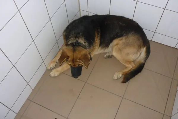 Znaleziono psa, Radom, 29 kwietnia 2015