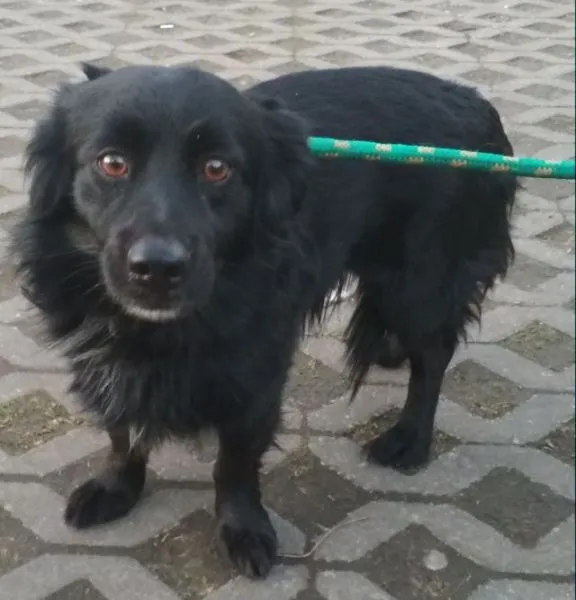 Znaleziono psa, Radom, 20 marca 2019