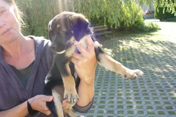 Znaleziono psa, Radom, 4 września 2014