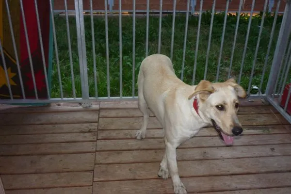 Znaleziono psa, Radom, 7 sierpnia 2015