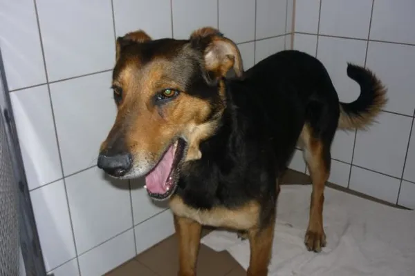 Znaleziono psa, Radom, 14 kwietnia 2015