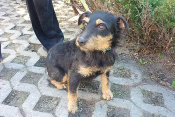 Znaleziono psa, Radom, 18 września 2014