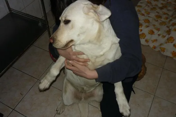 Znaleziono psa, Radom, 12 kwietnia 2013