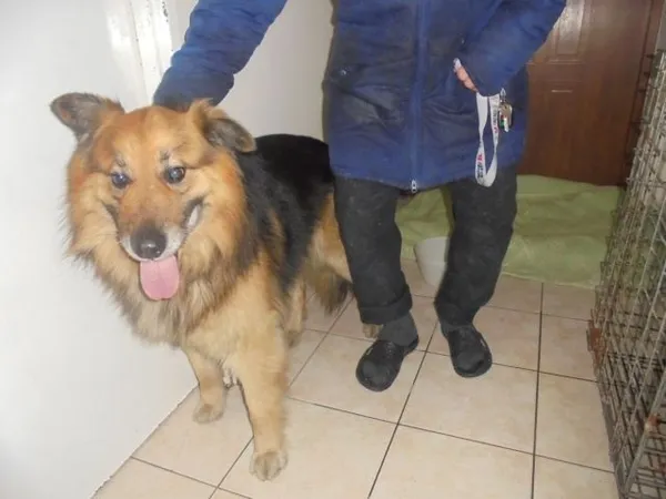 Znaleziono psa, Radom, 31 stycznia 2017