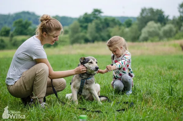 Pies do adopcji, Sosnowiec, 17 czerwca 2020 (1/5)