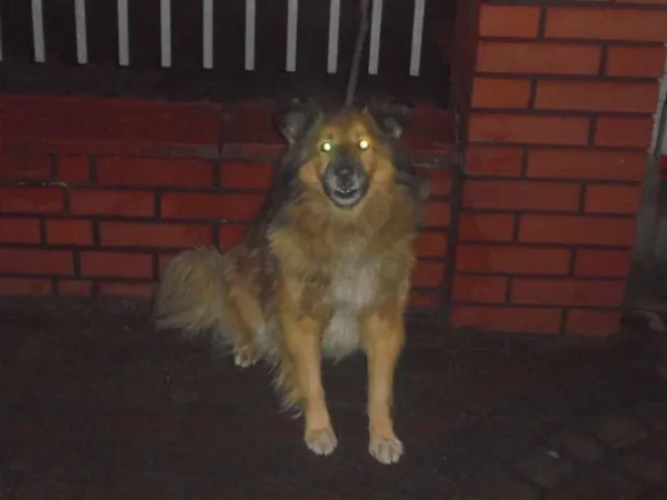 Znaleziono psa, Radom, 2 grudnia 2016