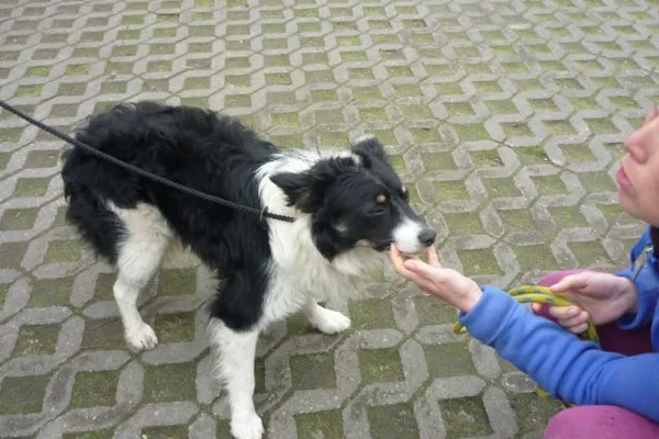 Znaleziono psa, Radom, 8 kwietnia 2015