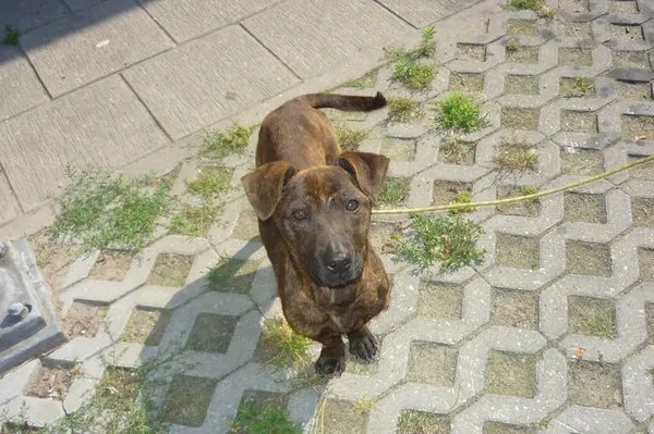 Znaleziono psa, Radom, 10 czerwca 2014
