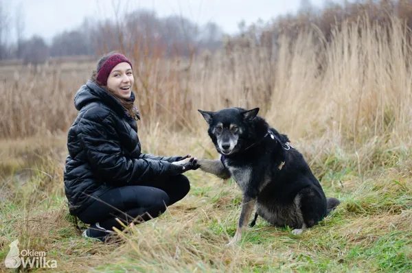 Pies do adopcji, Sosnowiec, 14 października 2019