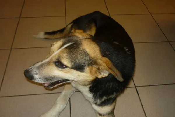 Znaleziono psa, Radom, 11 sierpnia 2015