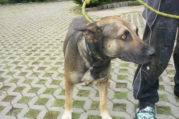 Znaleziono psa, Radom, 27 sierpnia 2014