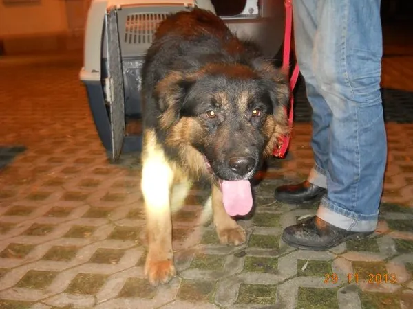 Znaleziono psa, Radom, 29 listopada 2013