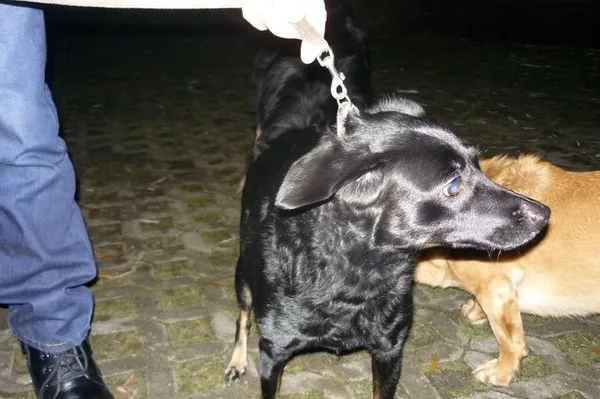 Znaleziono psa, Radom, 28 listopada 2013