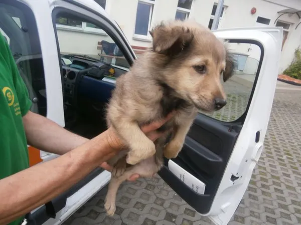 Znaleziono psa, Radom, 6 czerwca 2014