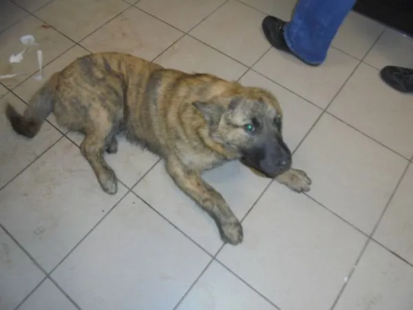 Znaleziono psa, Radom, 16 lutego 2017