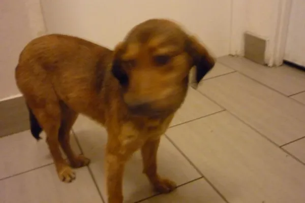 Znaleziono psa, Radom, 27 stycznia 2015