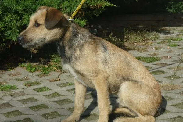 Znaleziono psa, Radom, 2 października 2015