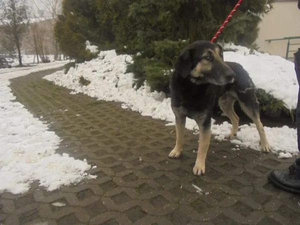 Znaleziono psa, Radom, 2 grudnia 2017