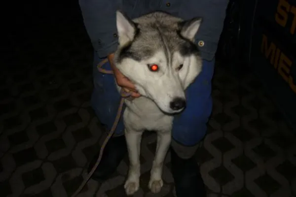 Znaleziono psa, Radom, 13 listopada 2014