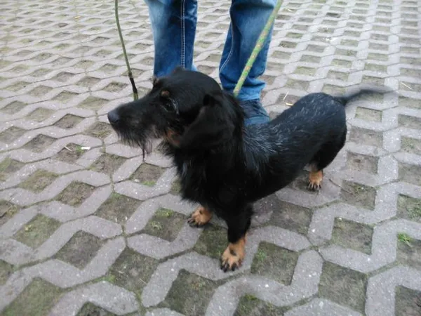 Znaleziono psa, Radom, 1 listopada 2014