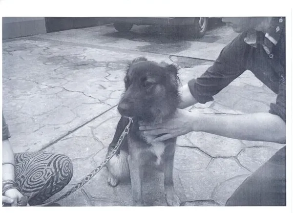 Znaleziono psa, Radom, 13 lipca 2015