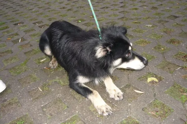 Znaleziono psa, Radom, 20 października 2014