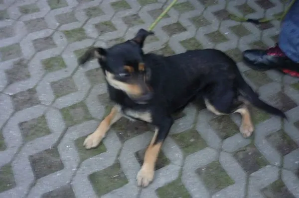 Znaleziono psa, Radom, 10 września 2014