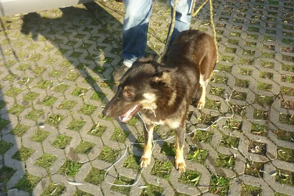 Znaleziono psa, Radom, 15 lipca 2014