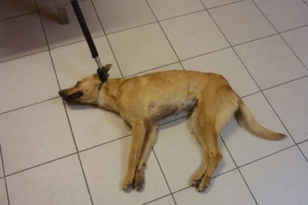 Znaleziono psa, Radom, 18 września 2014
