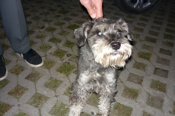 Znaleziono psa, Radom, 5 września 2014