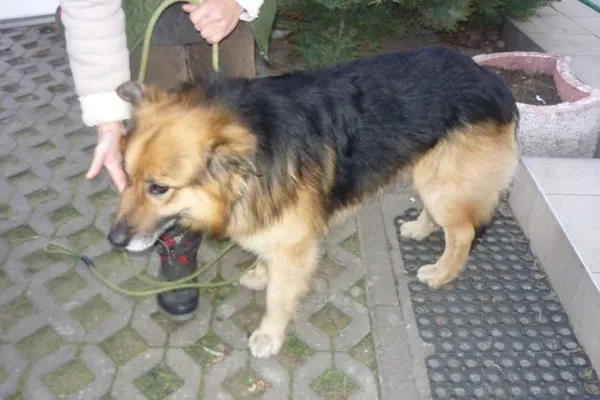 Znaleziono psa, Radom, 30 grudnia 2015