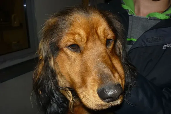 Znaleziono psa, Radom, 26 listopada 2014
