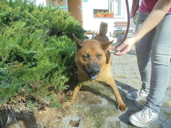 Znaleziono psa, Radom, 29 września 2016
