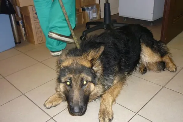 Znaleziono psa, Radom, 29 stycznia 2015