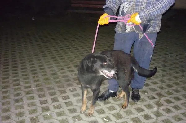 Znaleziono psa, Radom, 26 listopada 2013