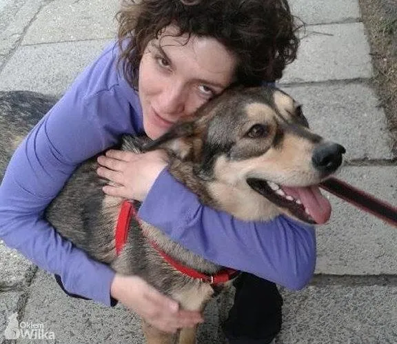 Pies do adopcji, Sosnowiec, 9 grudnia 2018
