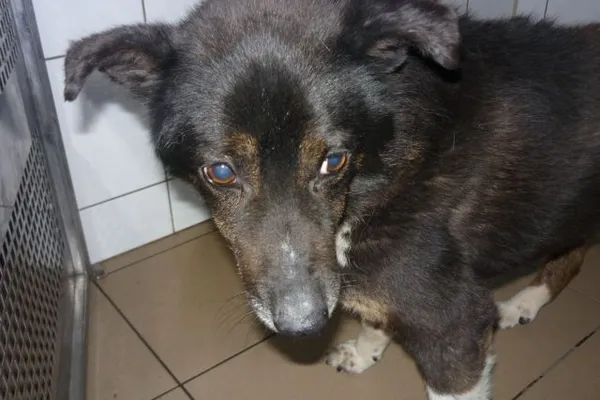 Znaleziono psa, Radom, 17 lipca 2015