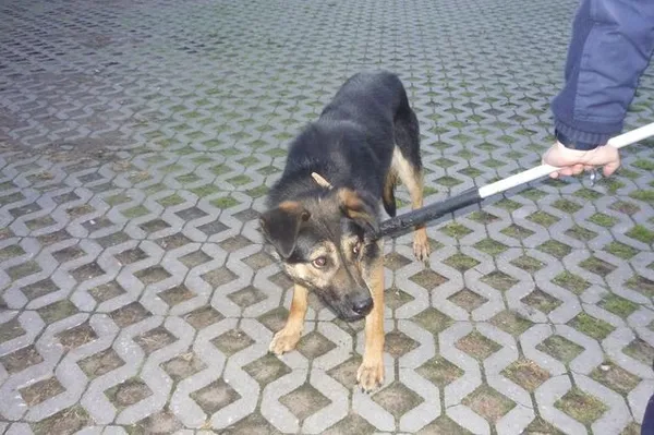 Znaleziono psa, Radom, 30 maja 2014